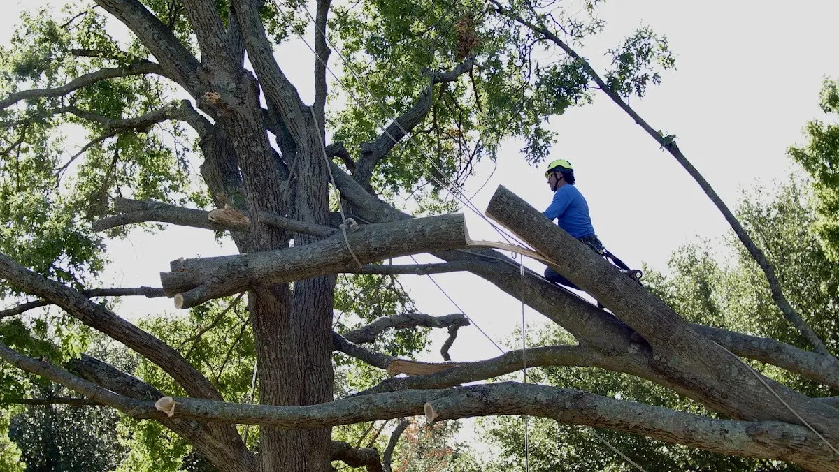 Professional Crown Thinning performed by certified arborists in Tulare